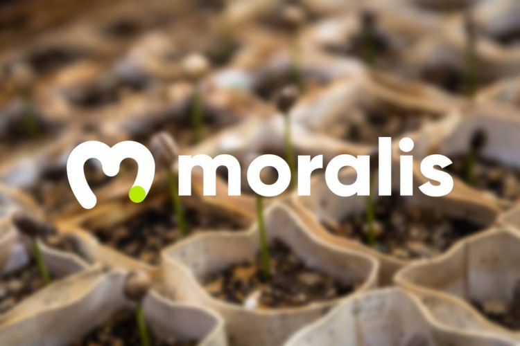 moralis seed